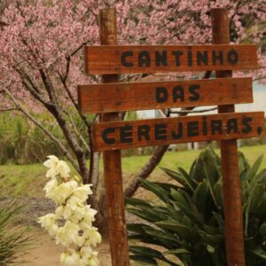 Floração 2026 no Cantinho das Cerejeiras em Teresópolis