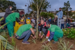Garis-comunitarios-plantam-o-Ipe-amarelo
