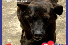 Adote-um-Amor-foto-011