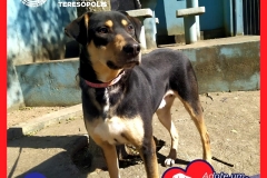 Adote-um-Amor-foto-013