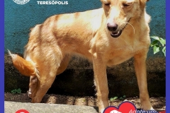 Adote-um-Amor-foto-04