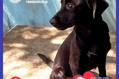 Adote-um-Amor-foto-06