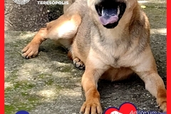 Adote-um-Amor-foto-08